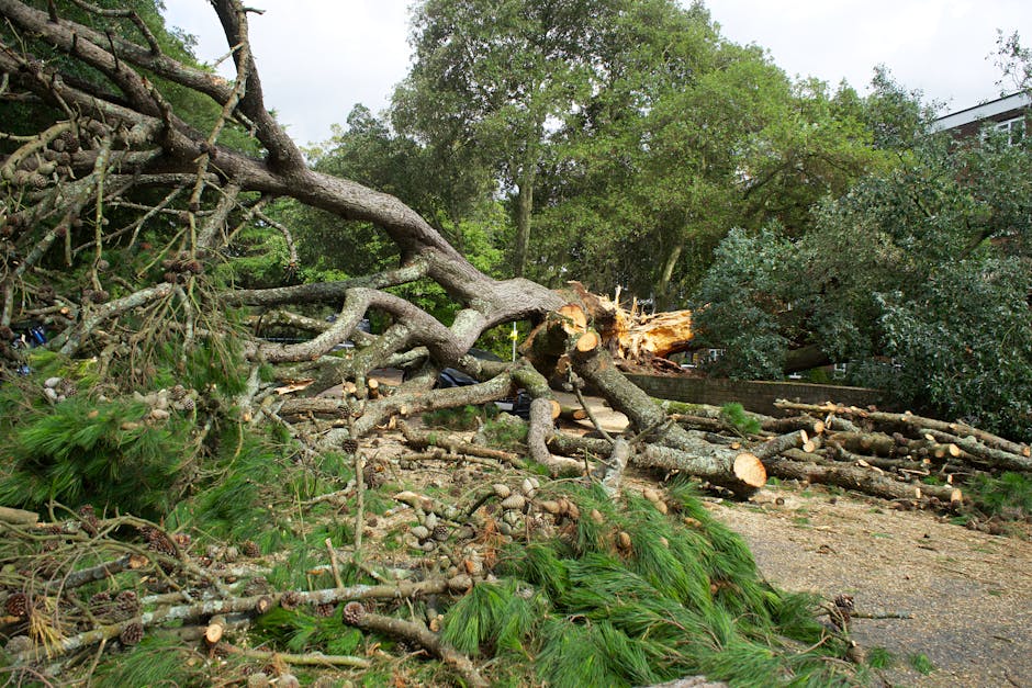 A large fallen tree with thick, textured bark and numerous green pine branches is lying across a paved surface in an outdoor setting. The tree's trunk has been cut into sizeable logs, revealing fresh, light-colored wood. The branches, some still with pine needles attached, are scattered around the site, with smaller broken limbs and wood debris strewn across the ground. In the background, dense foliage of mature trees with lush green leaves creates a natural backdrop, indicating a park or garden environment. The environment appears cloudy or overcast, with diffuse natural light illuminating the scene, emphasizing the textures of the bark, wood, and foliage. The scene suggests recent tree removal or storm damage, and the location may showcase an area prepared for rubbish or debris collection, aligning with services offered by companies like rubbishcollectionnottinghill.co.uk for private waste handling or on-site clearance.